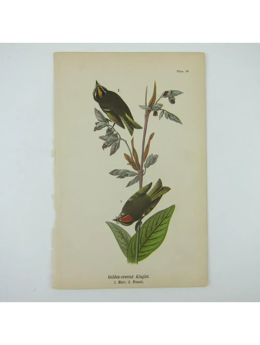Bird Litho Print Golden-crested Kinglet After John James Audubon Antique 1890